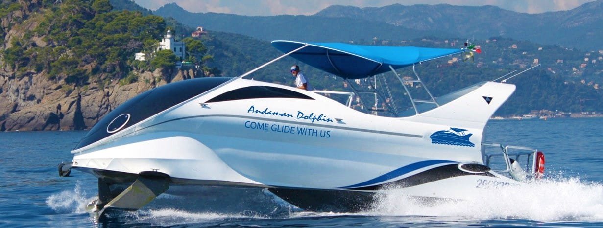 dolphin boatride at Elephant Beach